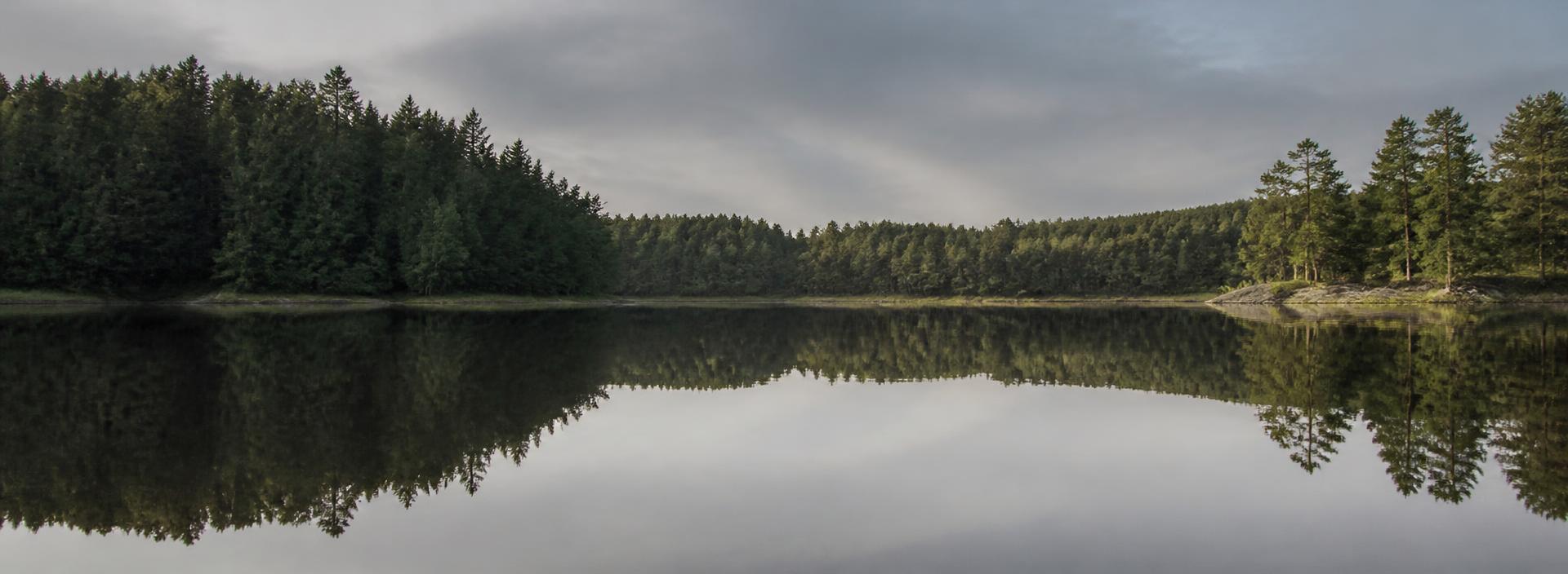 Lugnt svenskt sjölandskap med skog längs strandlinjen
